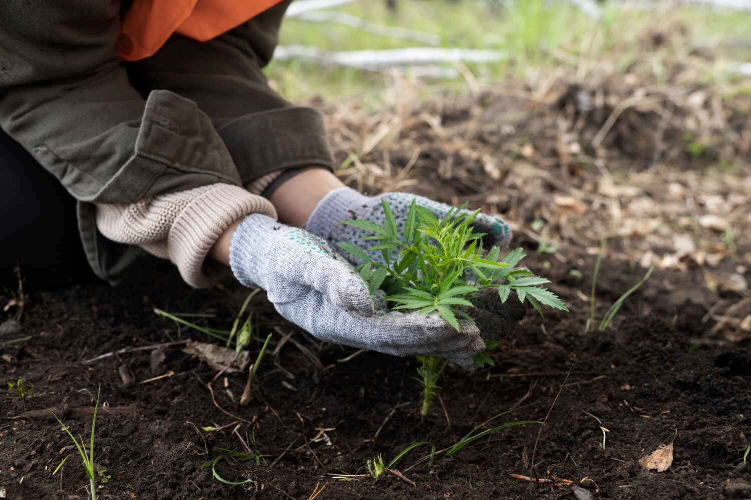 Reliable Pine Air, FL Tree Service Solutions